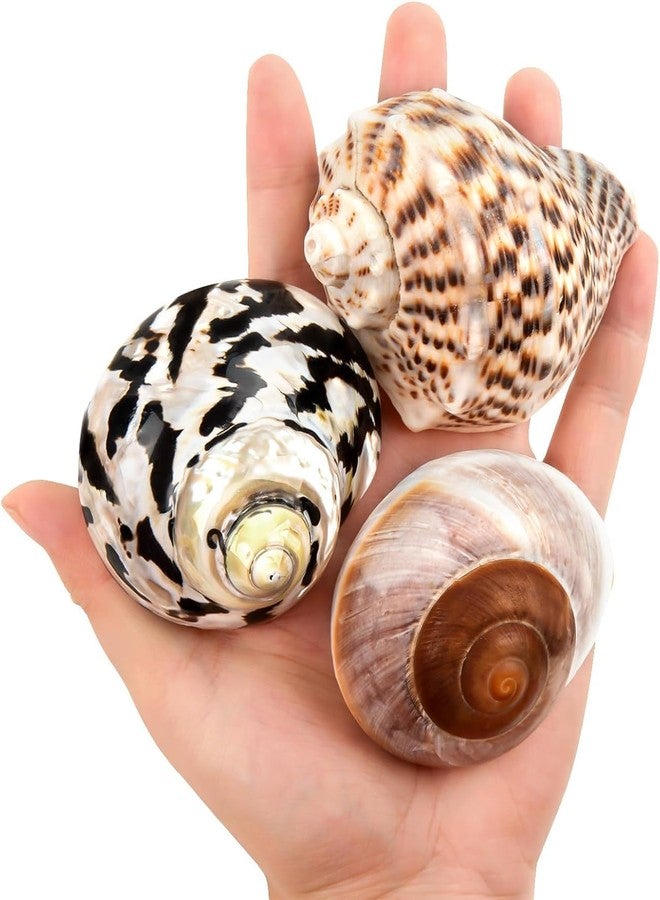 QICQDRAM Boutique Extra to Large Hermit Crab Shells 2.9"-3.3" Natural Hermit Crab Shells Opening Size 1.2" - 2" for Hermit Crab Turbo Growth Shells Hermit Crab Supplies - Image 1